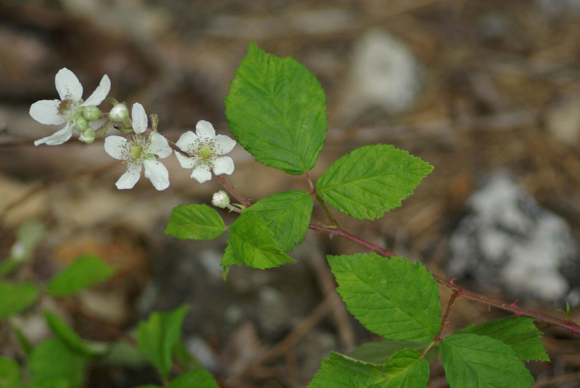 Vigos Brombeere