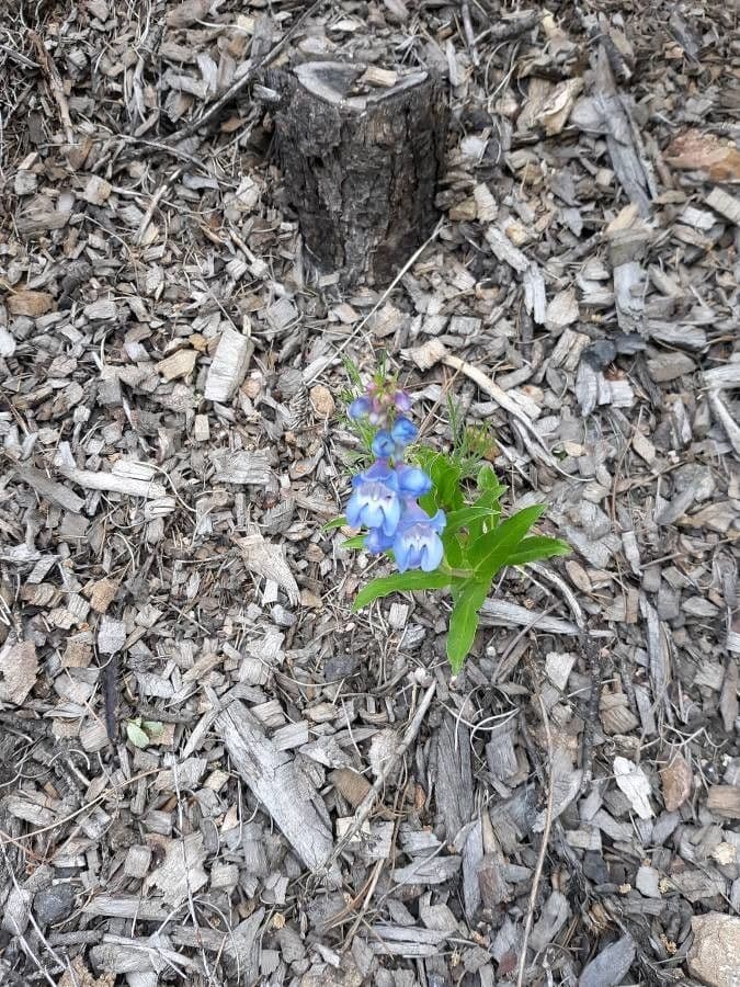 Penstemon verde 5