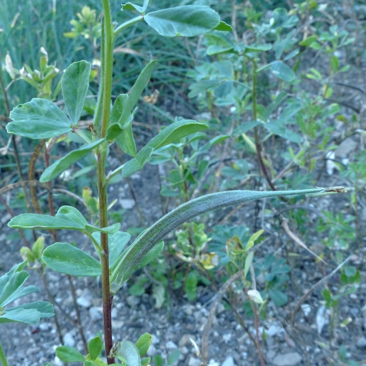 Sénégrain 8