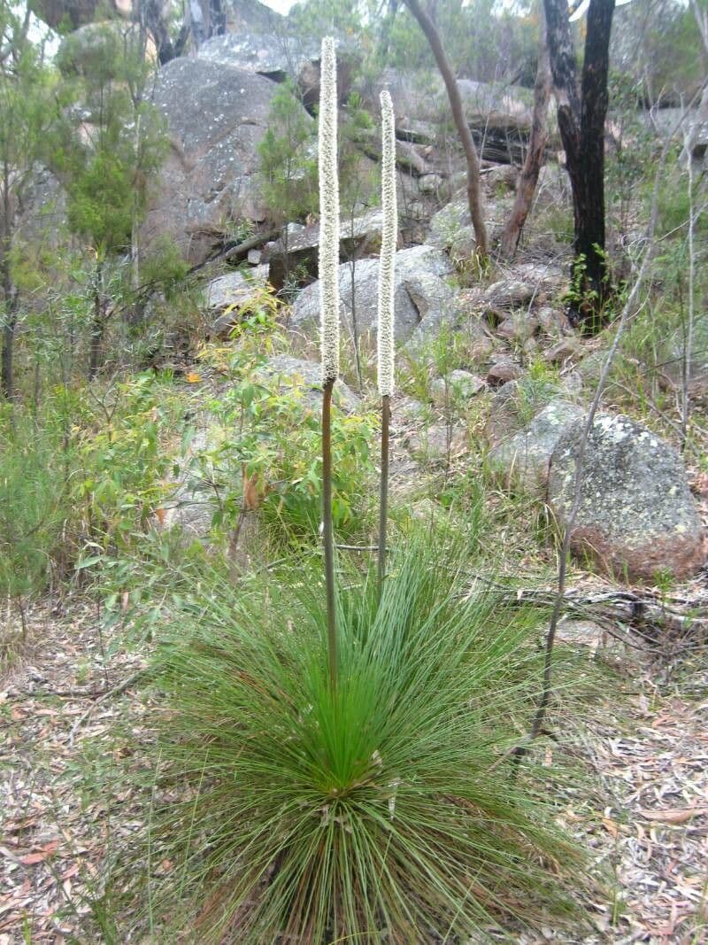 Xanthorrhoea 4