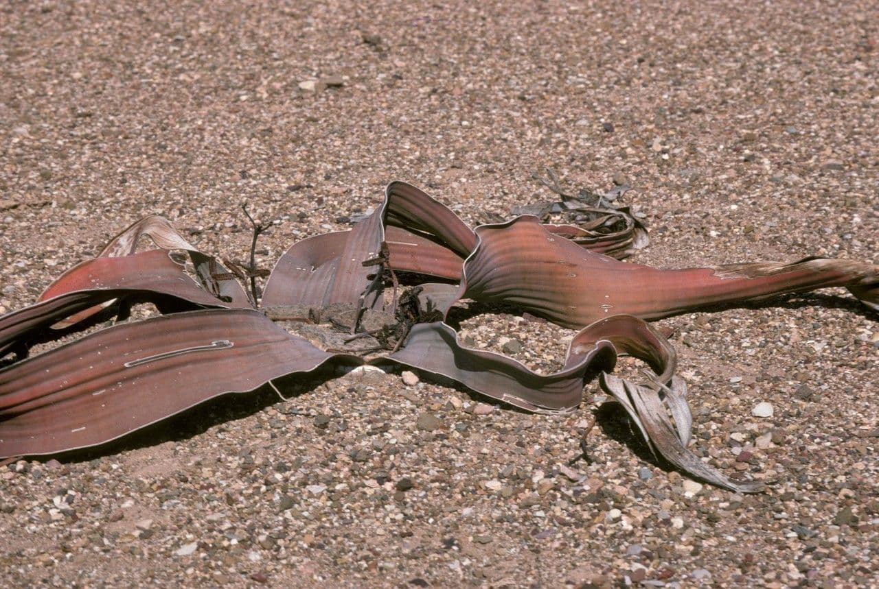 Welwitschia 13
