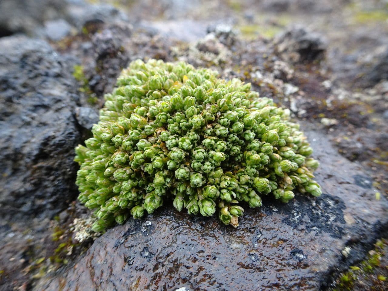 Arenaria 9