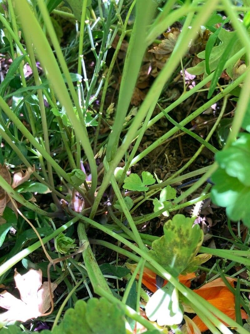 Alpine columbine 22