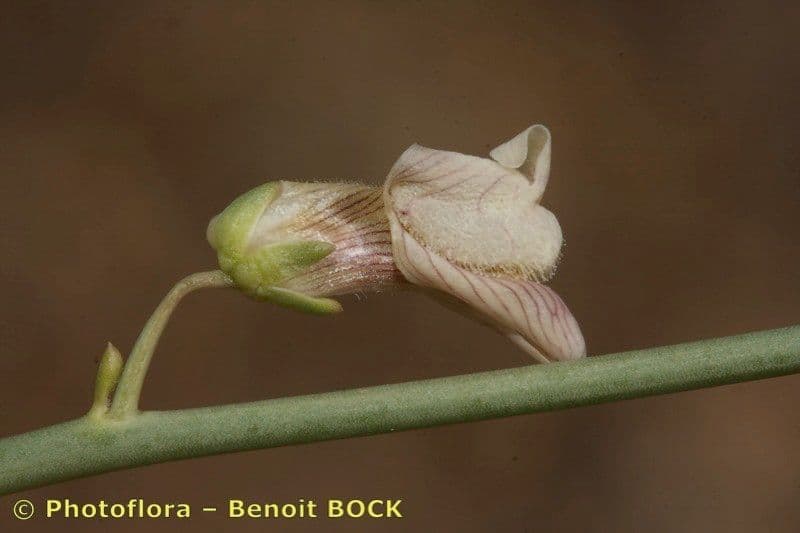 Acanthorrhinum 4