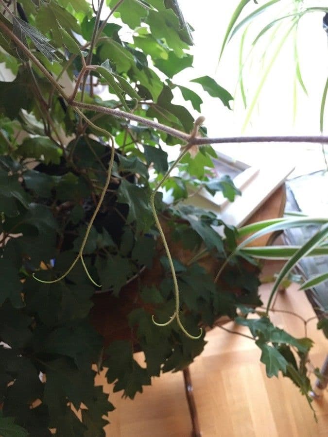 Cissus alato 27