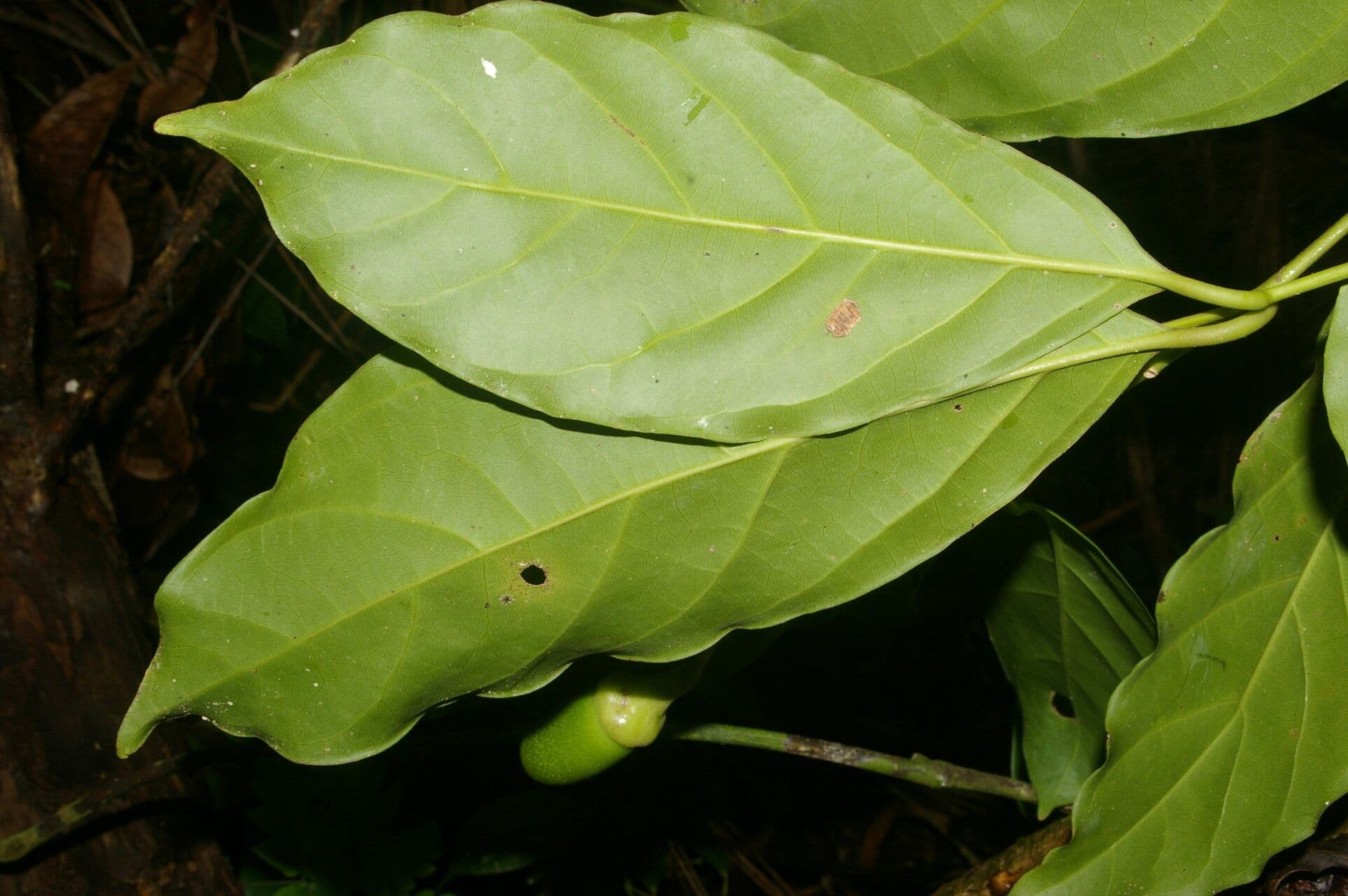 Ocotea 7