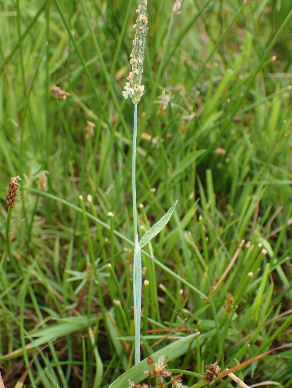 Marsh foxtail 11