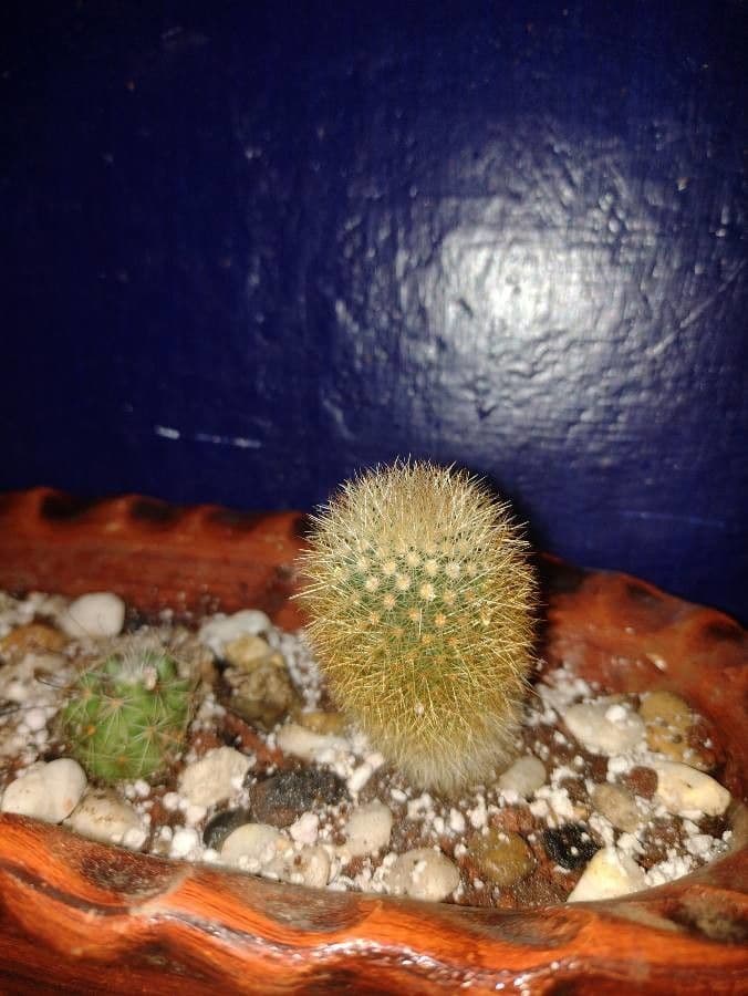 Mammillaria 11