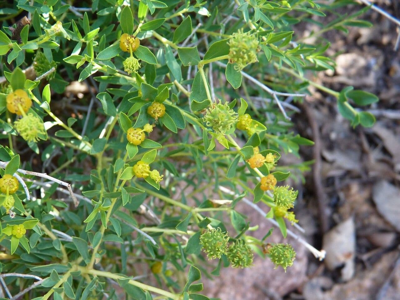 Euphorbia 29