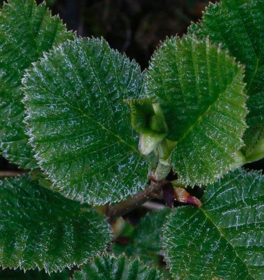 Ontano verde 8