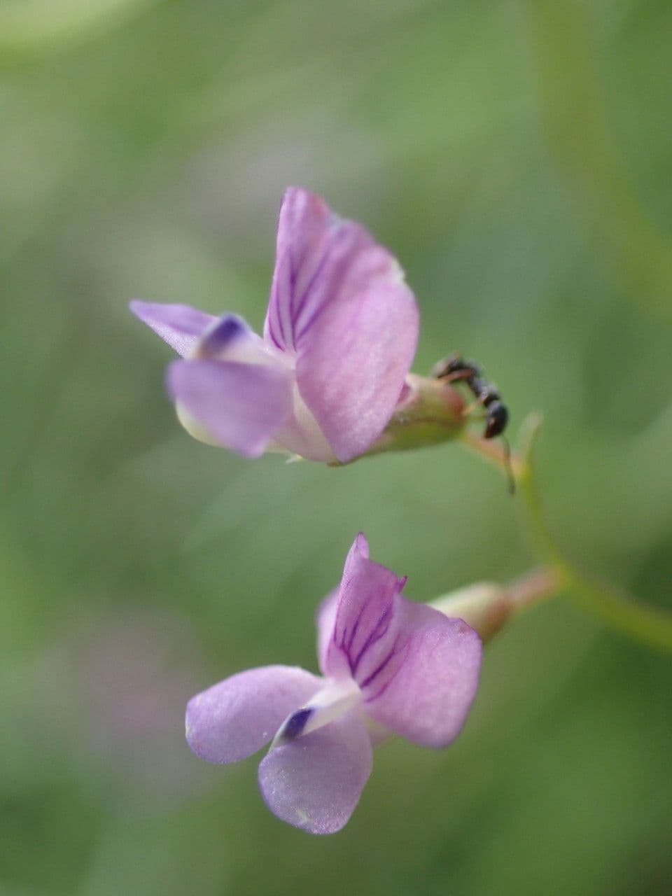 Vesce à petites fleurs 9