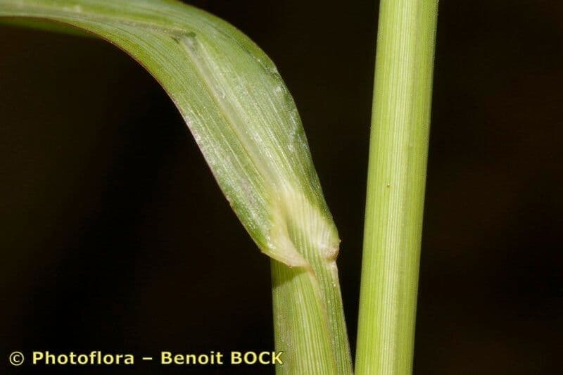 Echinochloa oryzoides 8