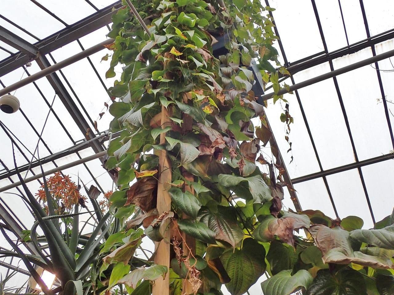 Dioscorea 11
