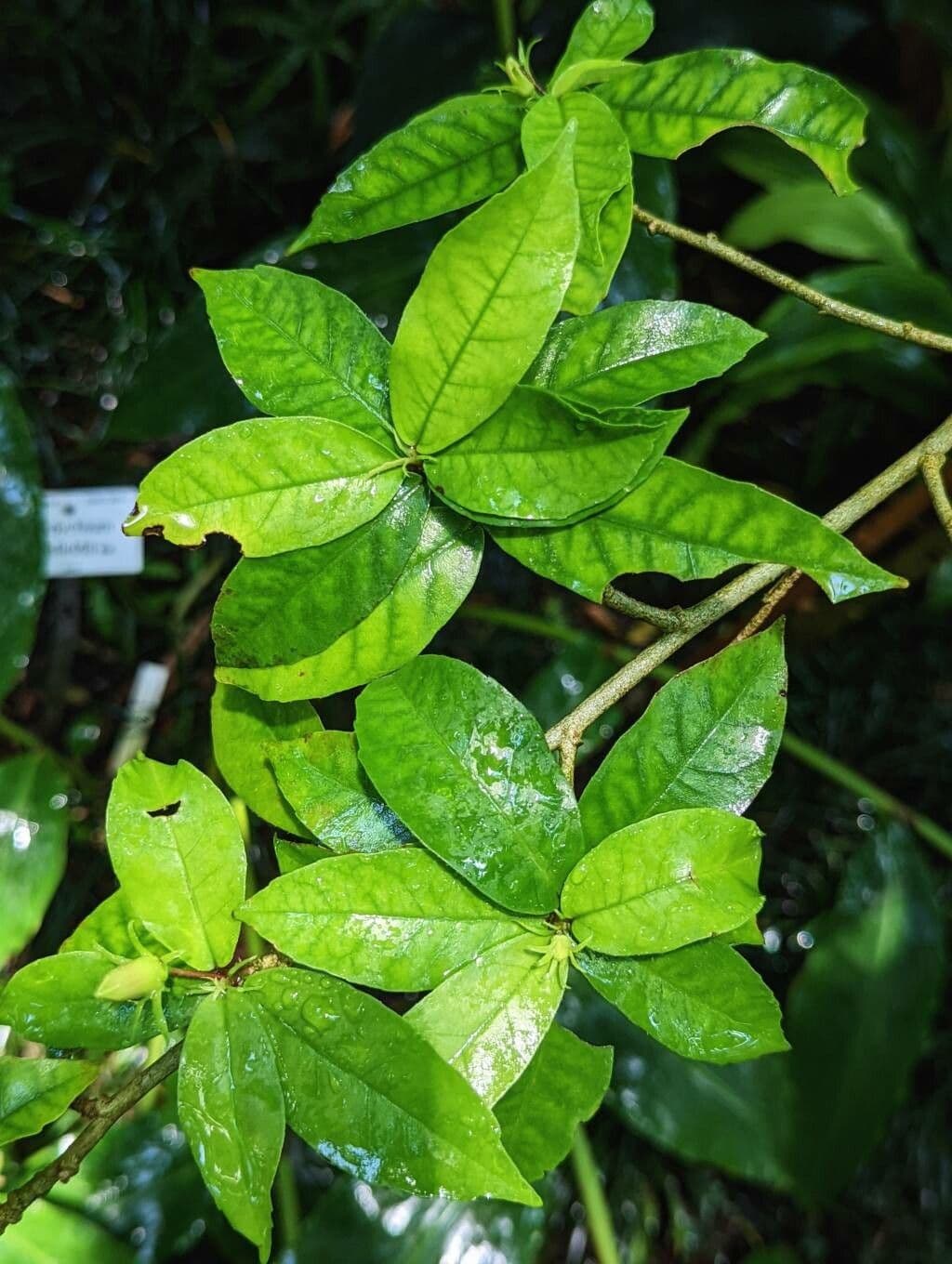 Hibiskus 10