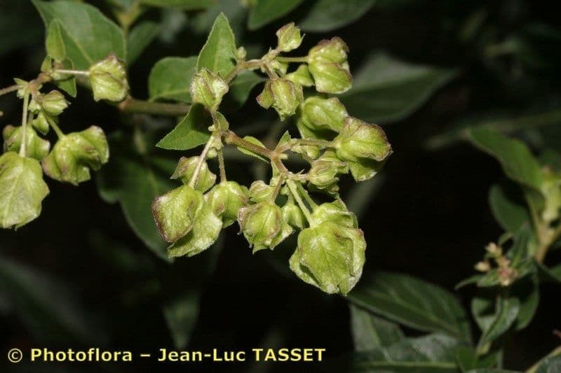 Mirabilis