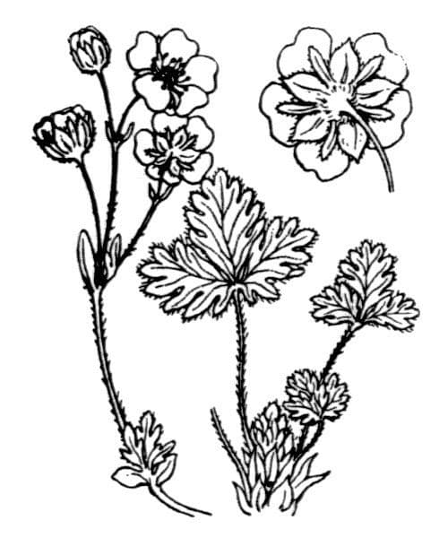 Potentilla nivea 16
