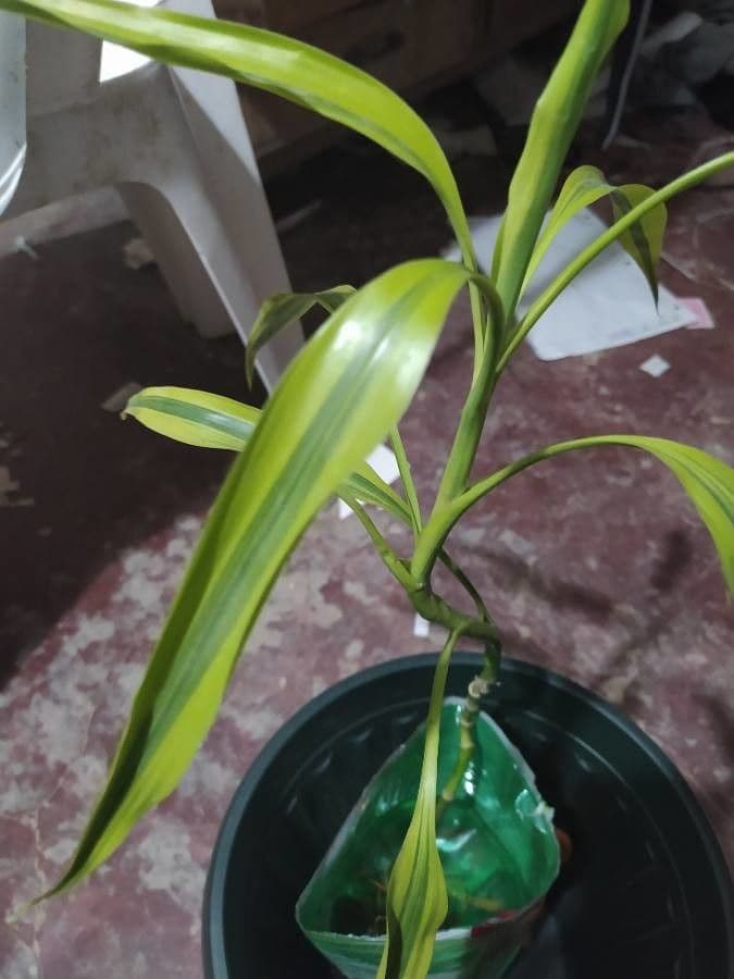 Dracena 12