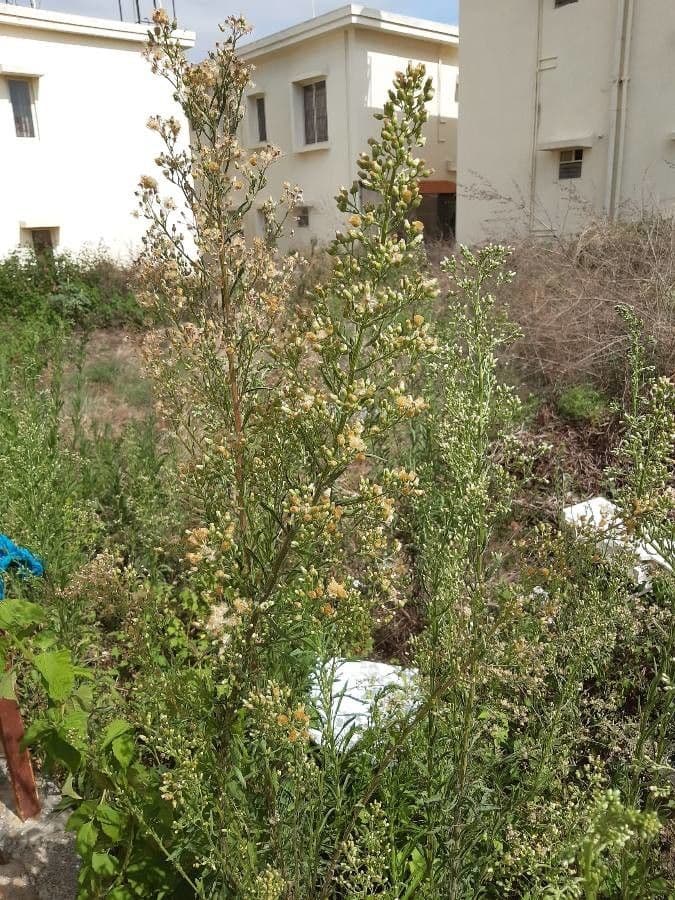 Erigeron di Blake 3