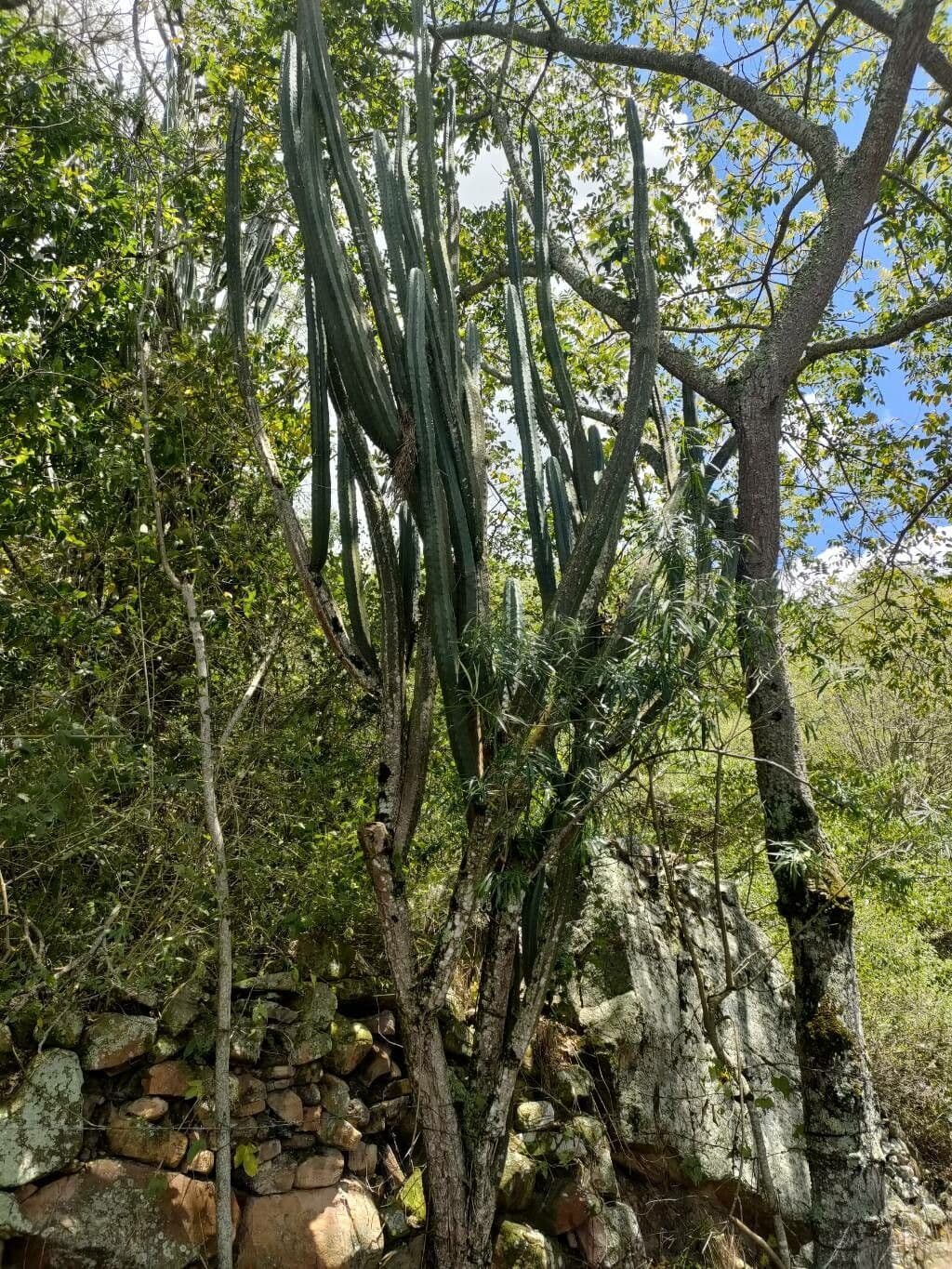 Cactus candelabro 3