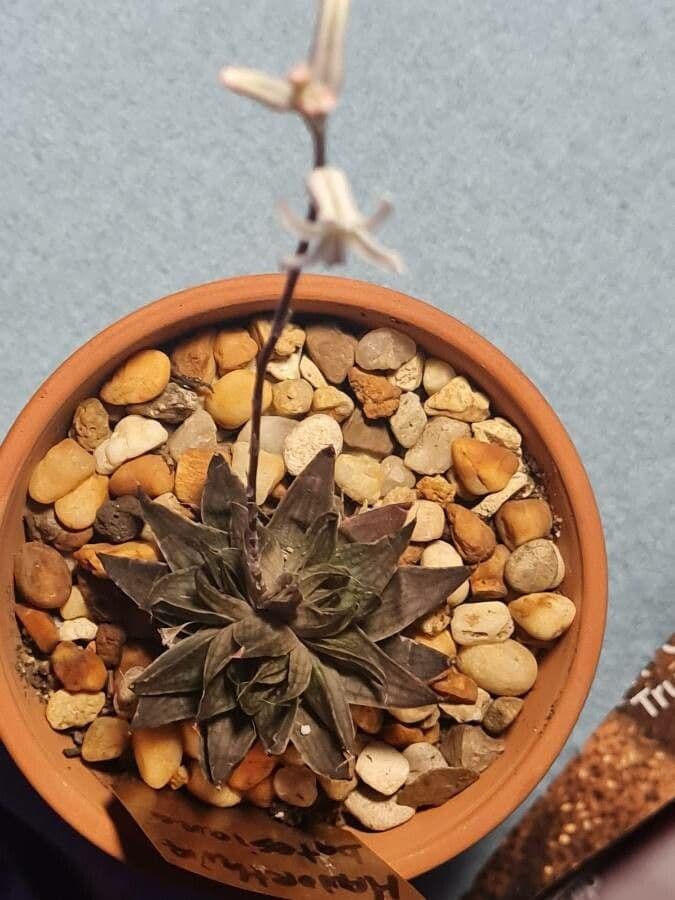Haworthia 2