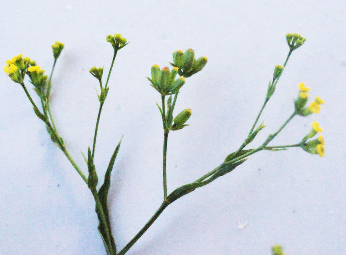 Bupleurum 10
