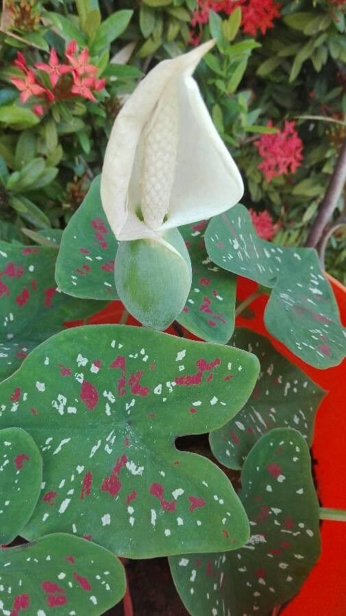 Caladium 7