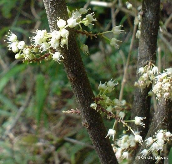 Lepidocupania 7
