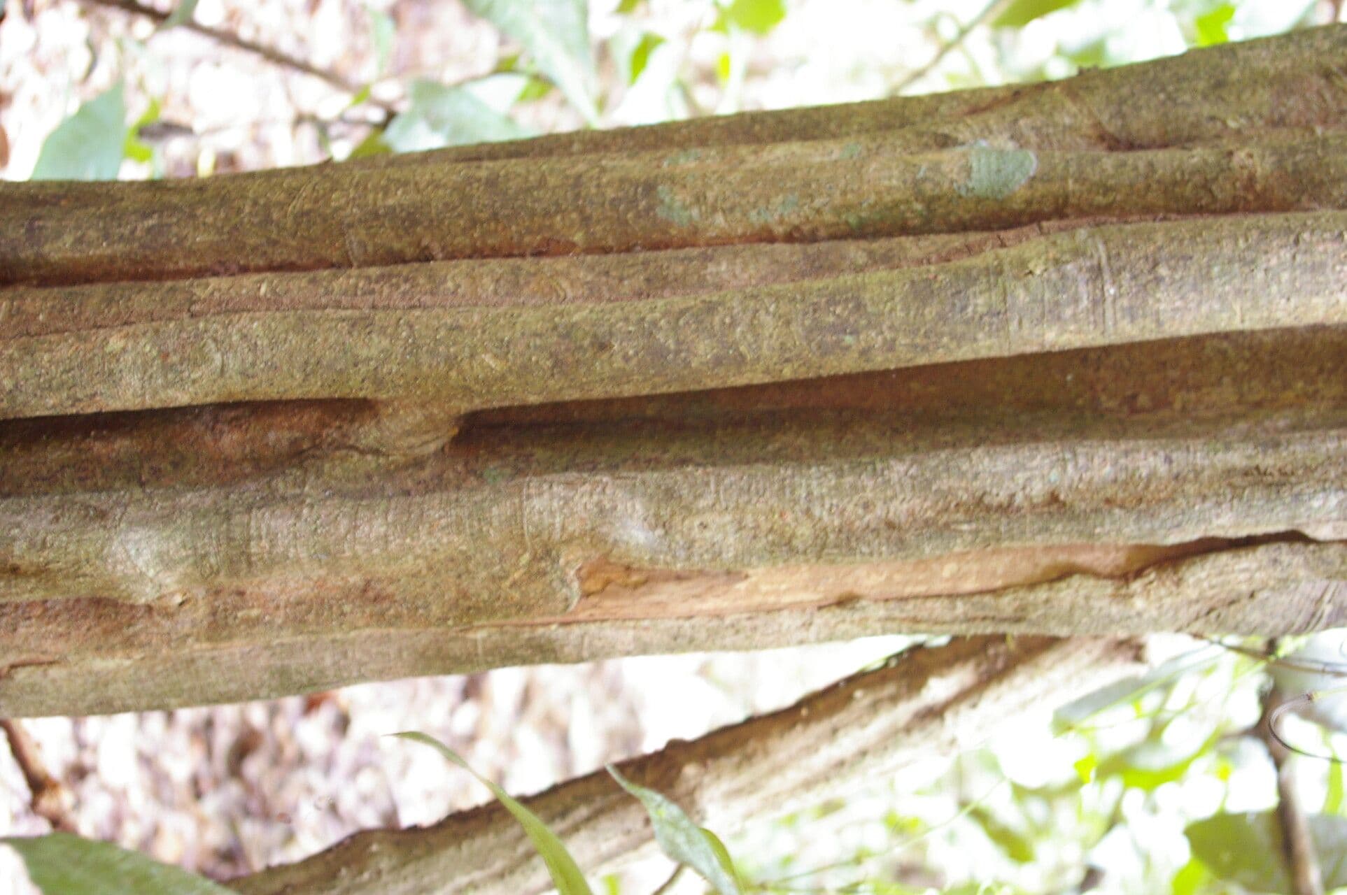 Aspidosperma rigida 9