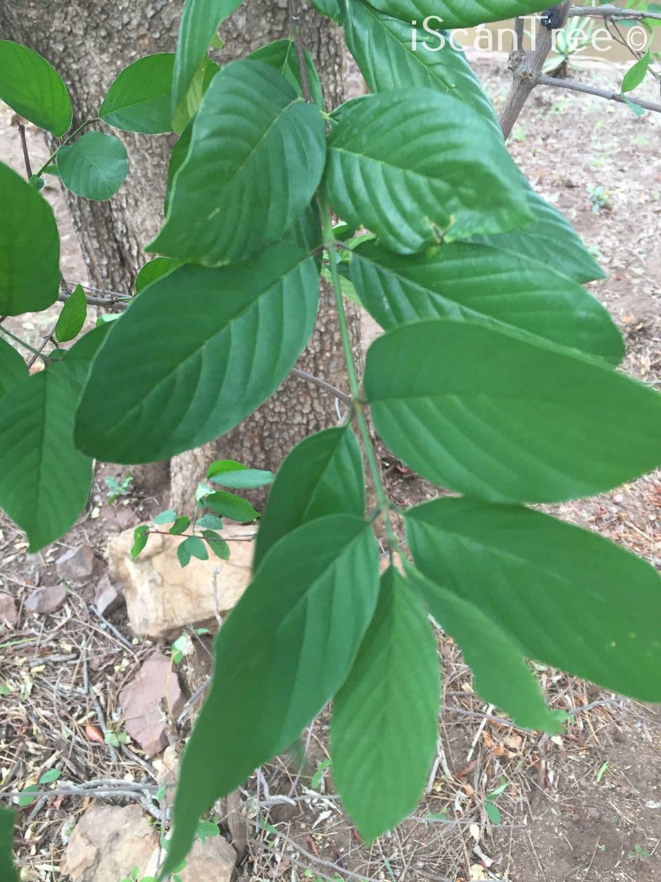 Berchemia discolor 8