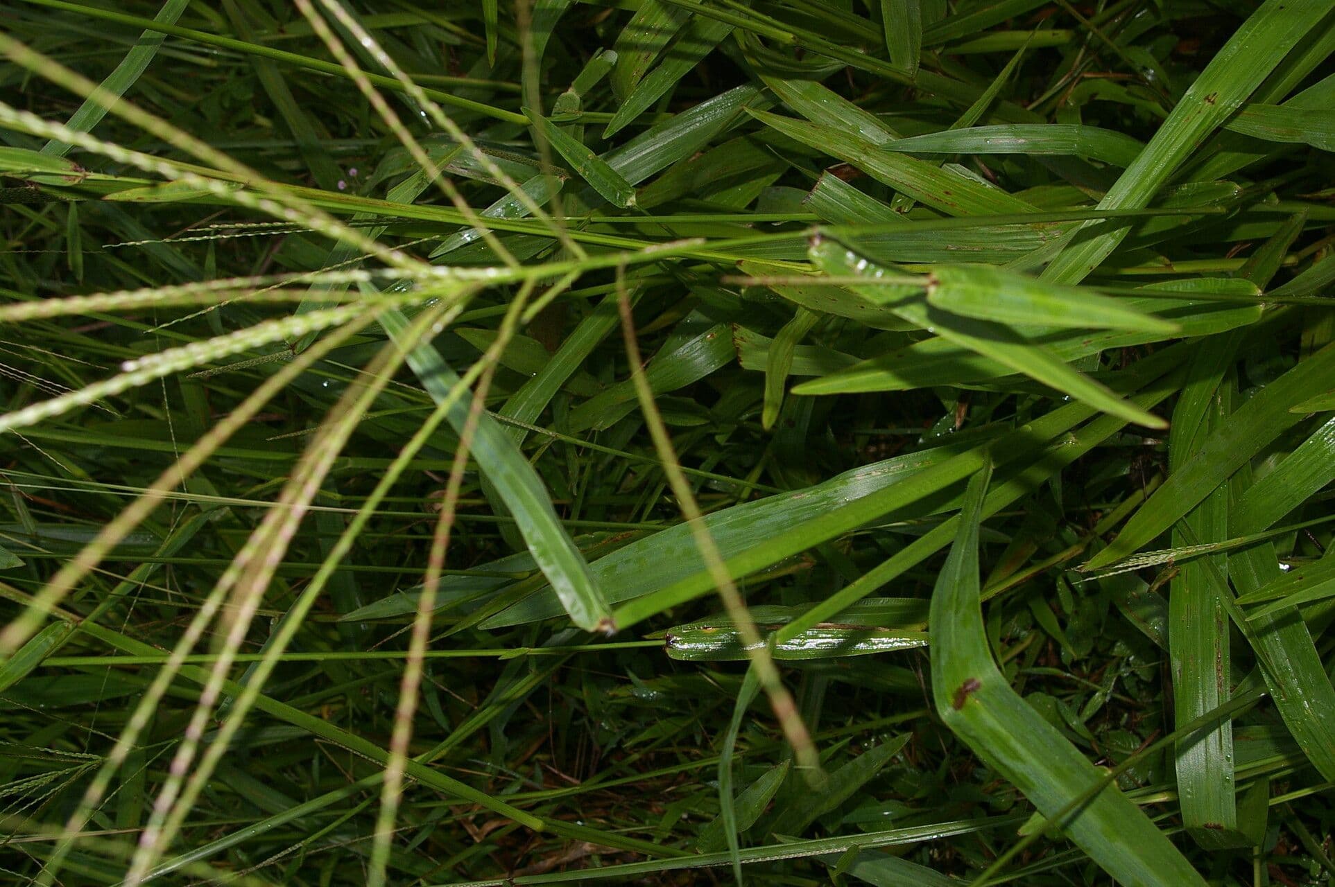 Schwingel-Gras 4