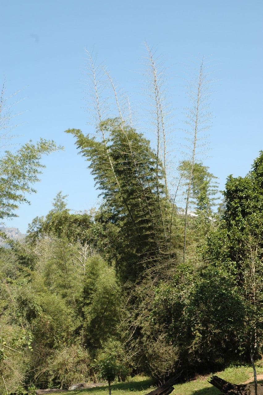 Bambù maschio