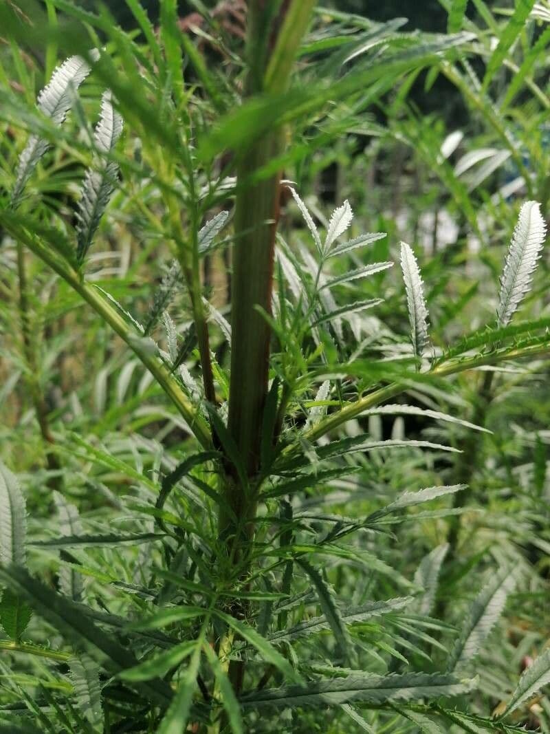 Tagetes minuta 23