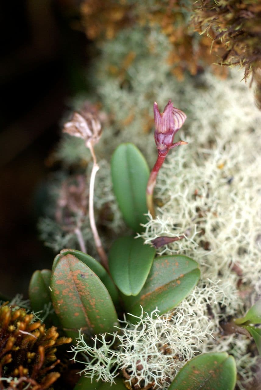 Bulbophyllum