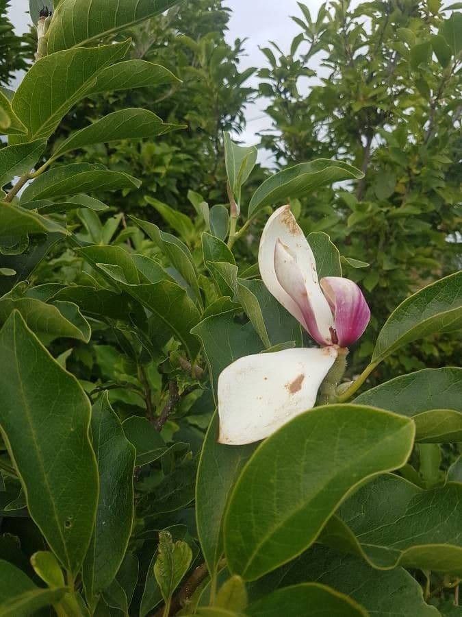 Magnolier 30