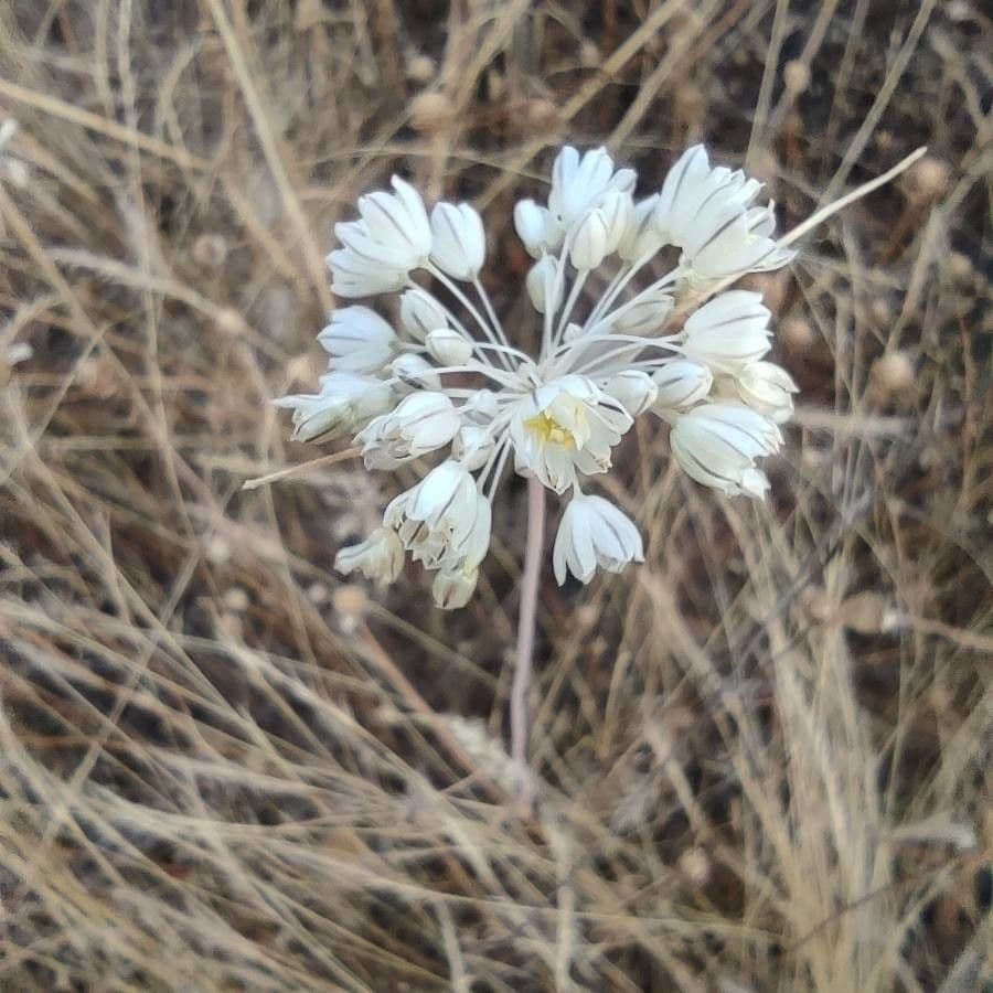 Aglio paniculato 7