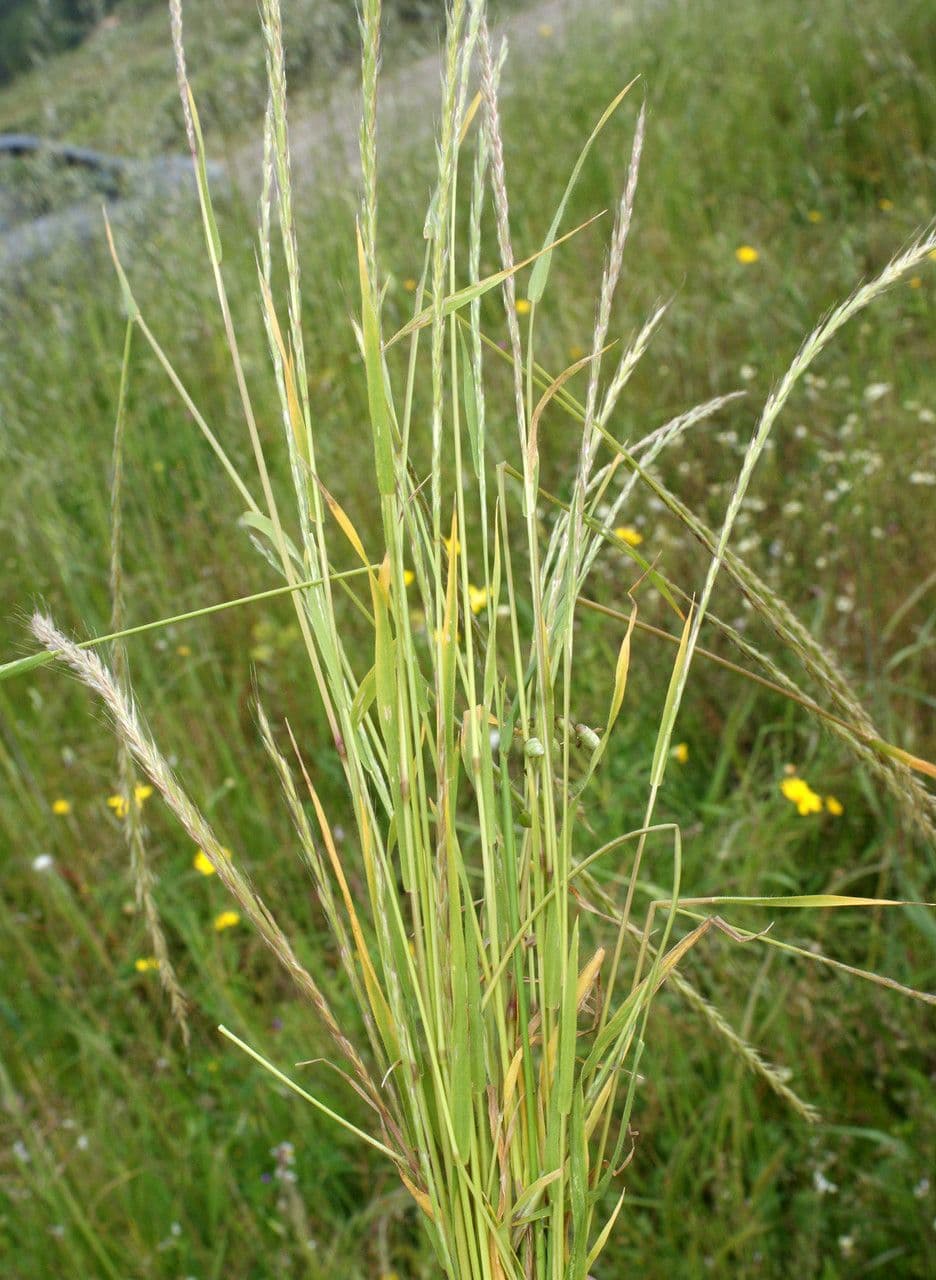 Grannenhafer 13