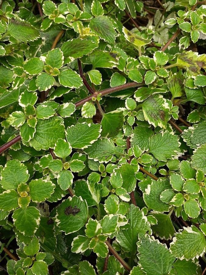 Plectranthus 7