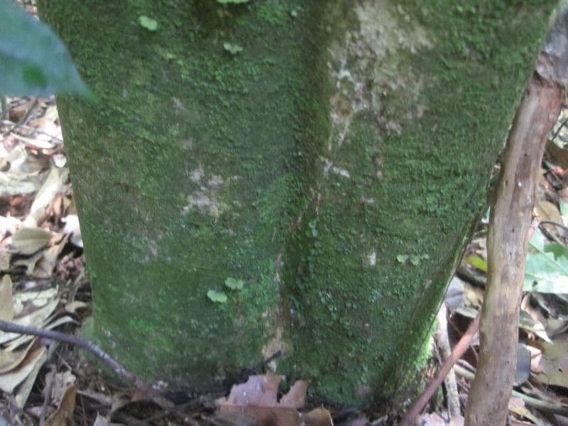 Leonia glycycarpa 11