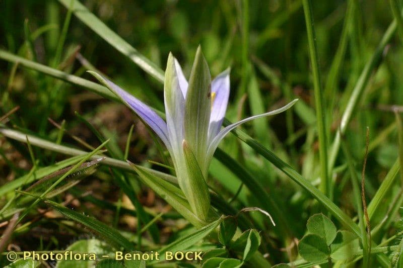 Romulea 23
