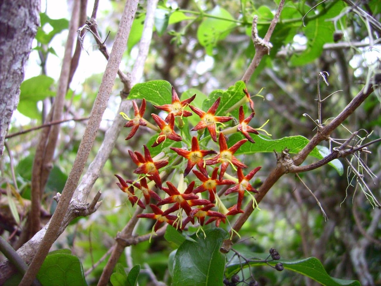 Danais 7