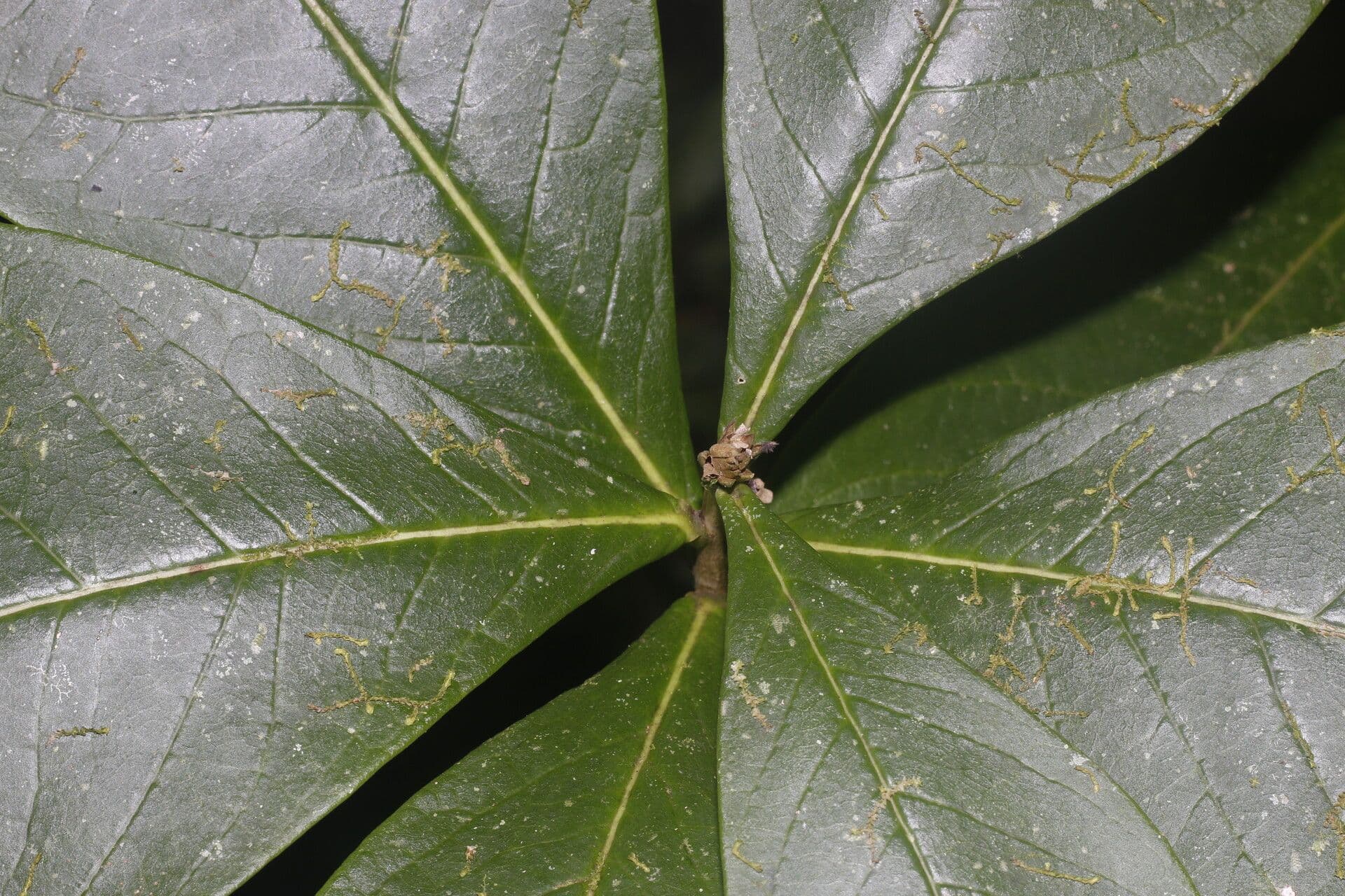 Daphnopsis 5