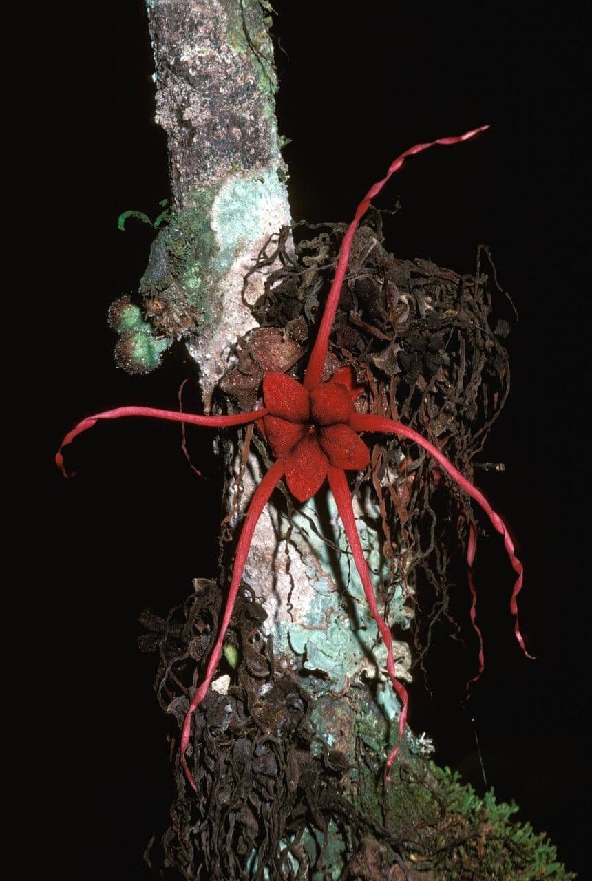 Herrania 5