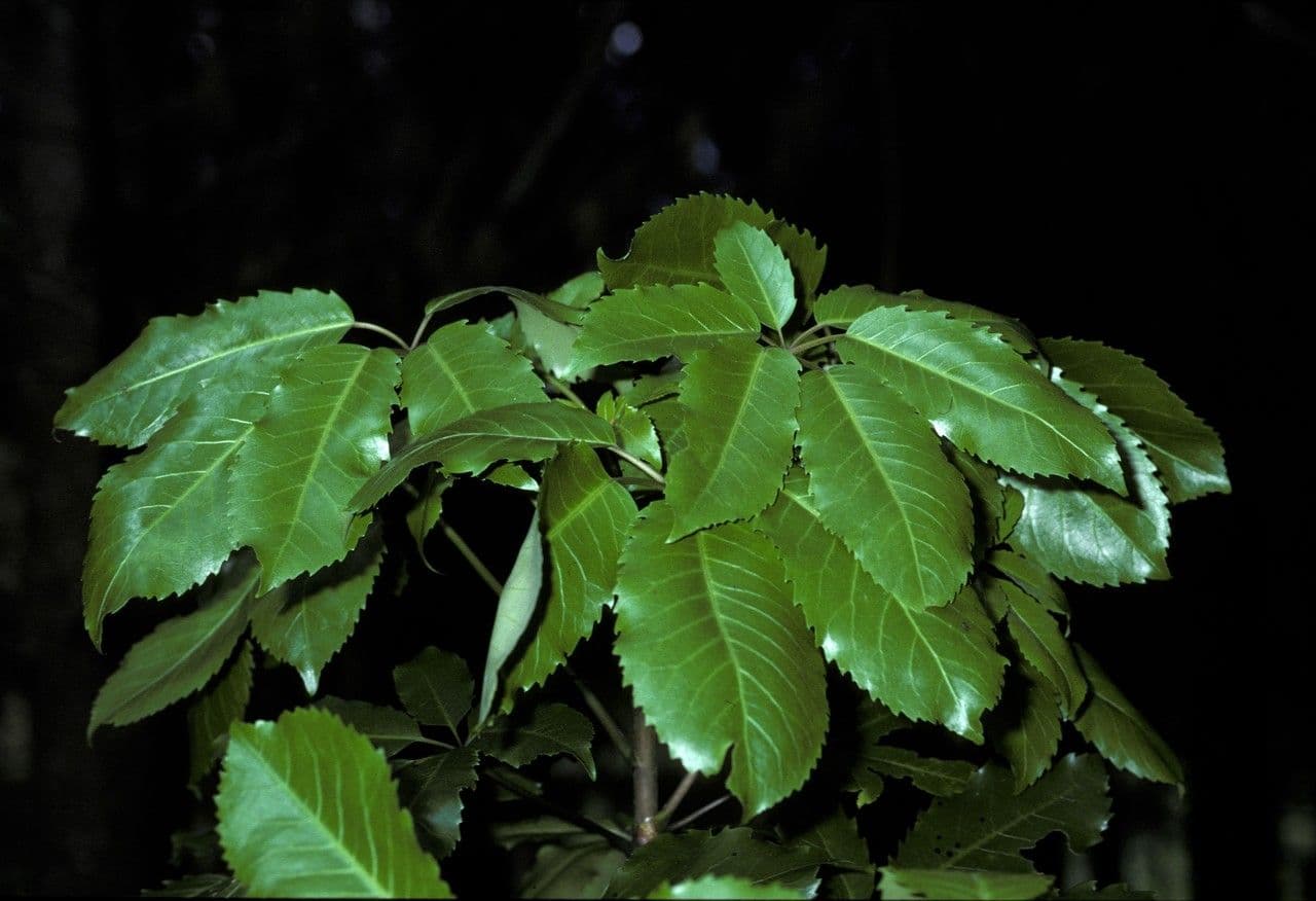 Pseudopanax stromový