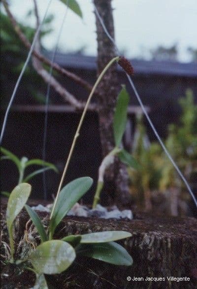 Bulbophyllum 6