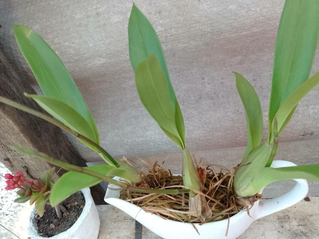Oncidium 11