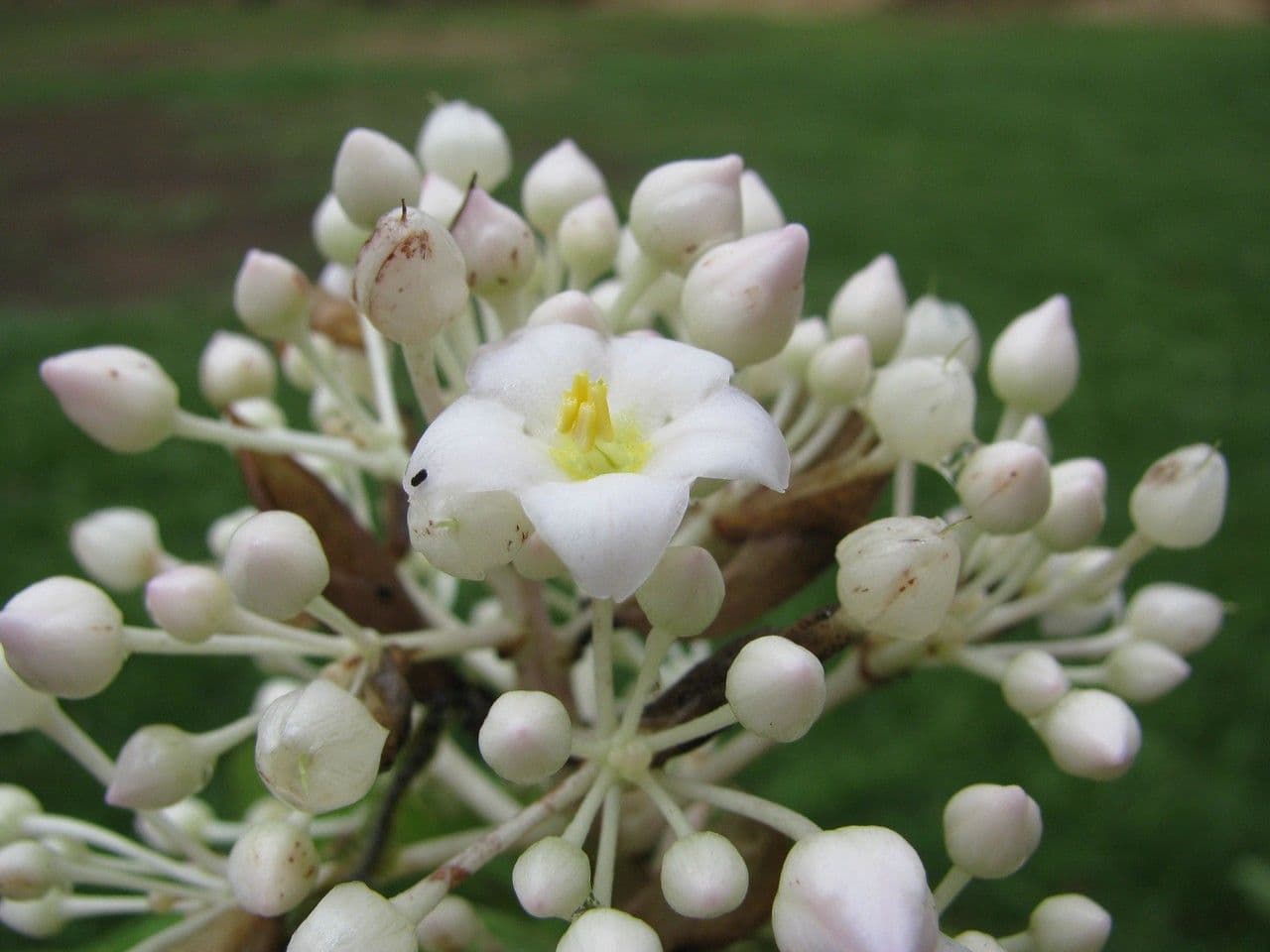 Ardisia 10