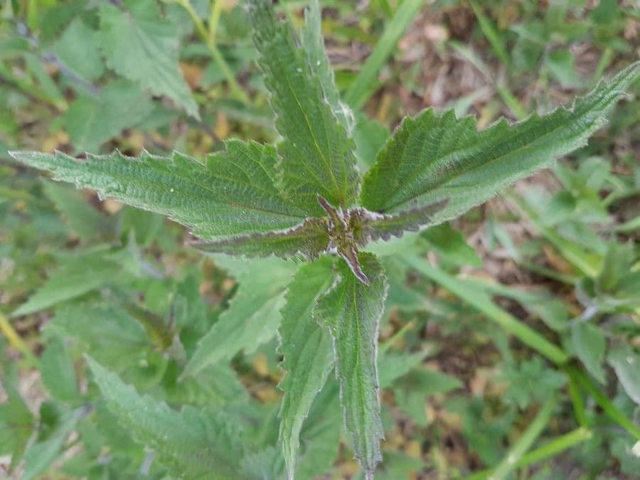 Ortica comune 20