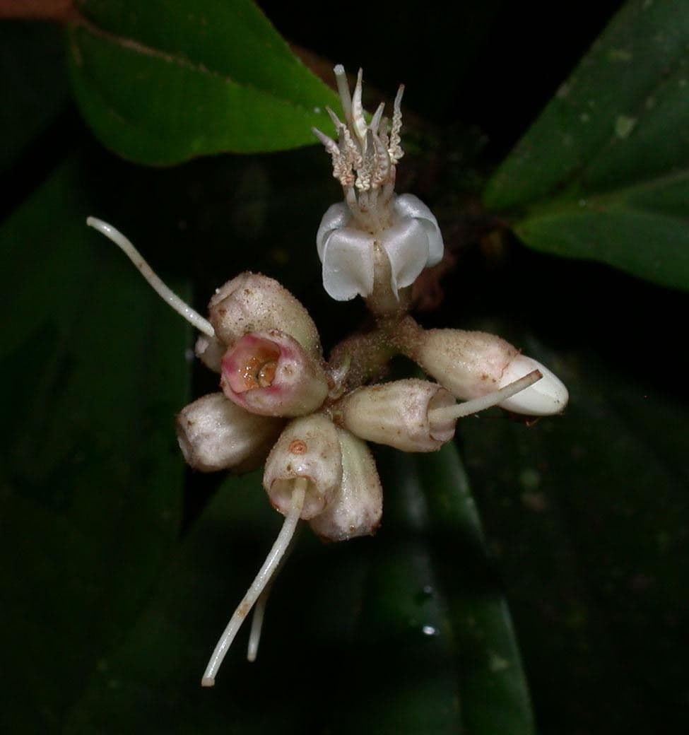 Miconia 4