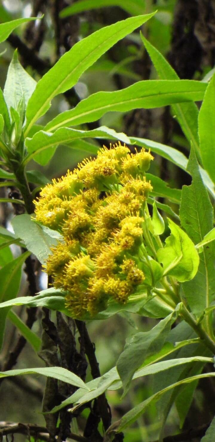 Psiadia 5