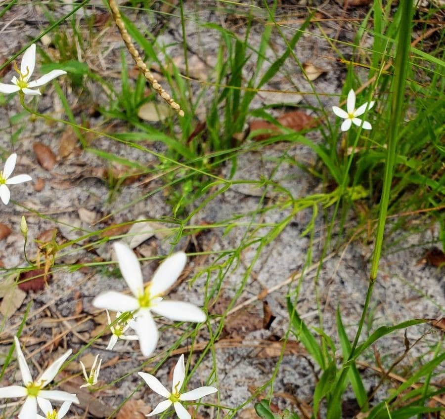 Sabatia brevifolia 12